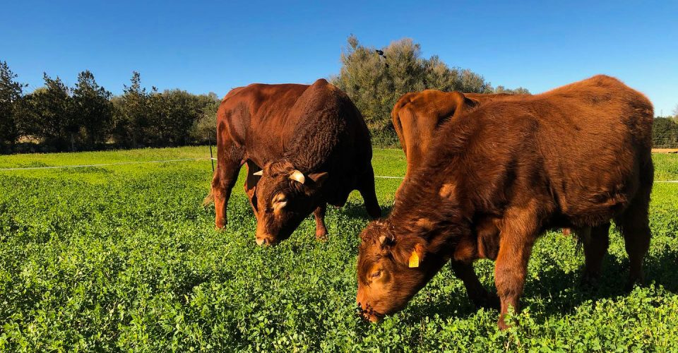 canpiol-vacas