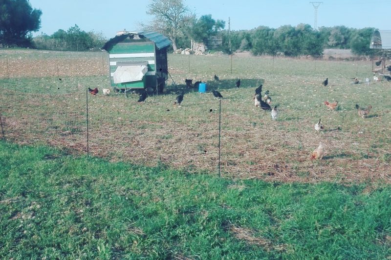 chicken tractor