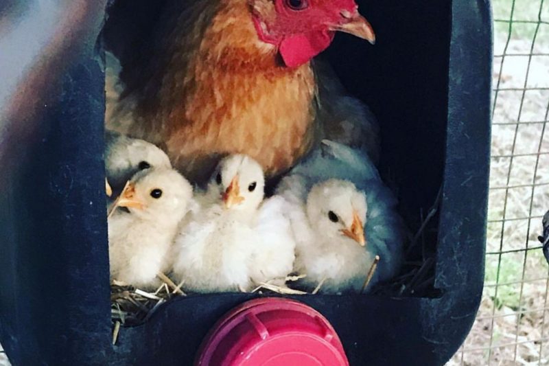 gallinas con pollitos dentro bidón