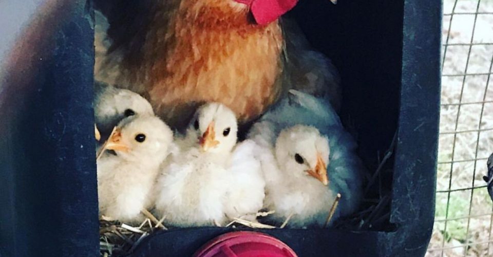 gallinas con pollitos dentro bidón